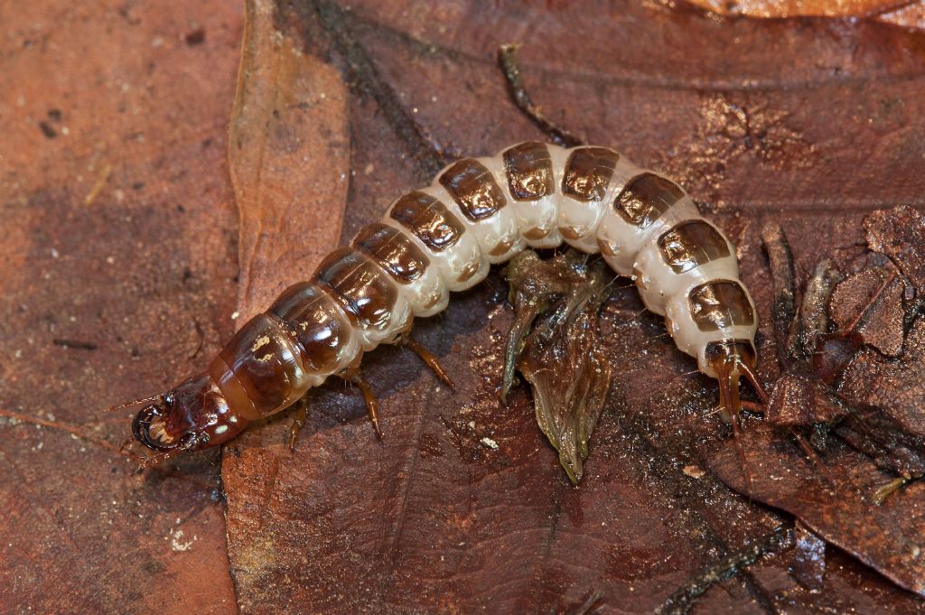 ID larva carabide:  Abax sp.